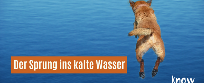 Hund beim Sprung ins kalte Wasser