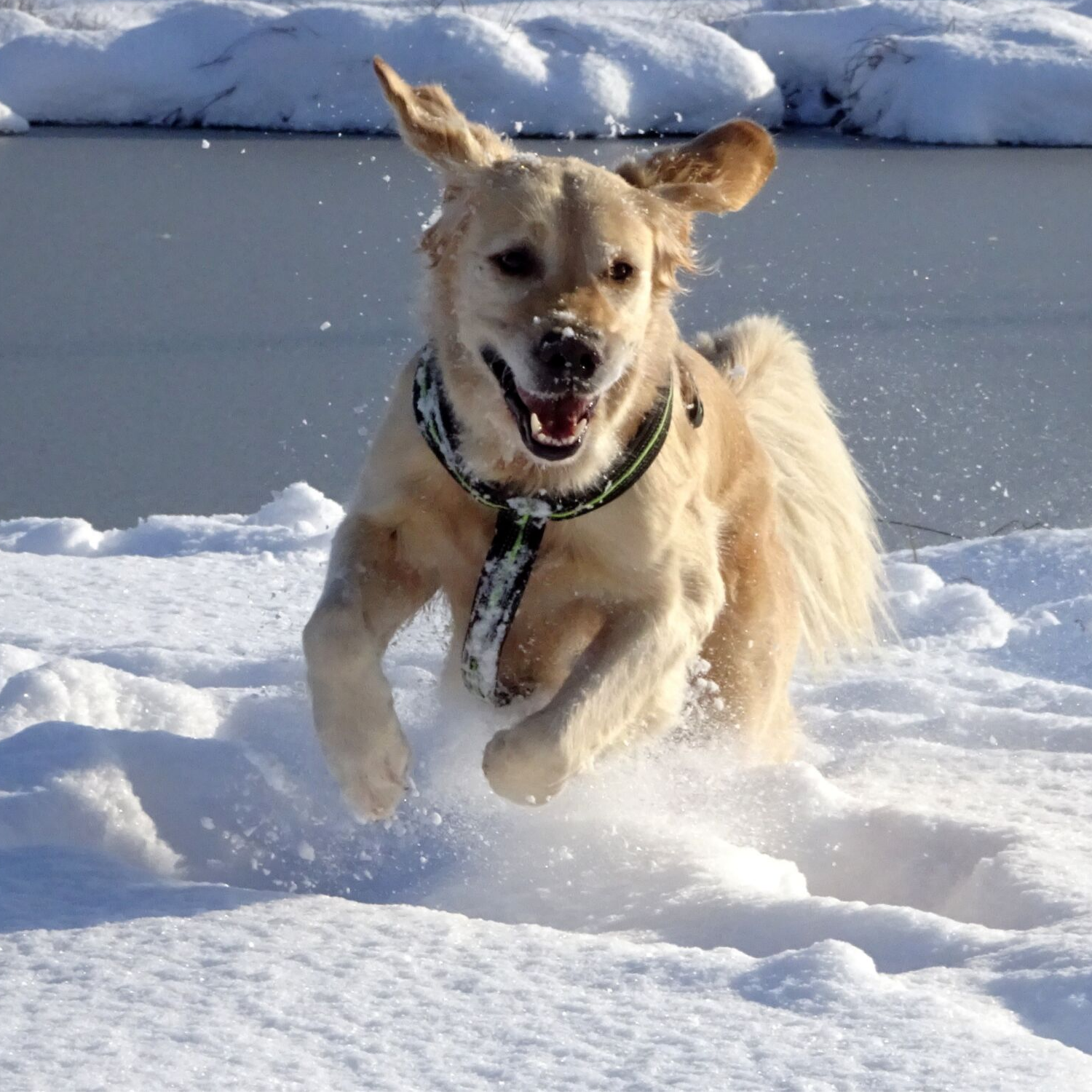 Wintertraining mit Hund, Urlaubs- und Intensivttraining im Salzburger Land