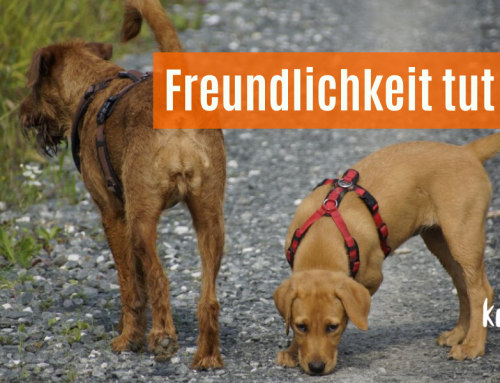 Rituale schaffen Sicherheit für Sie und Ihren Hund