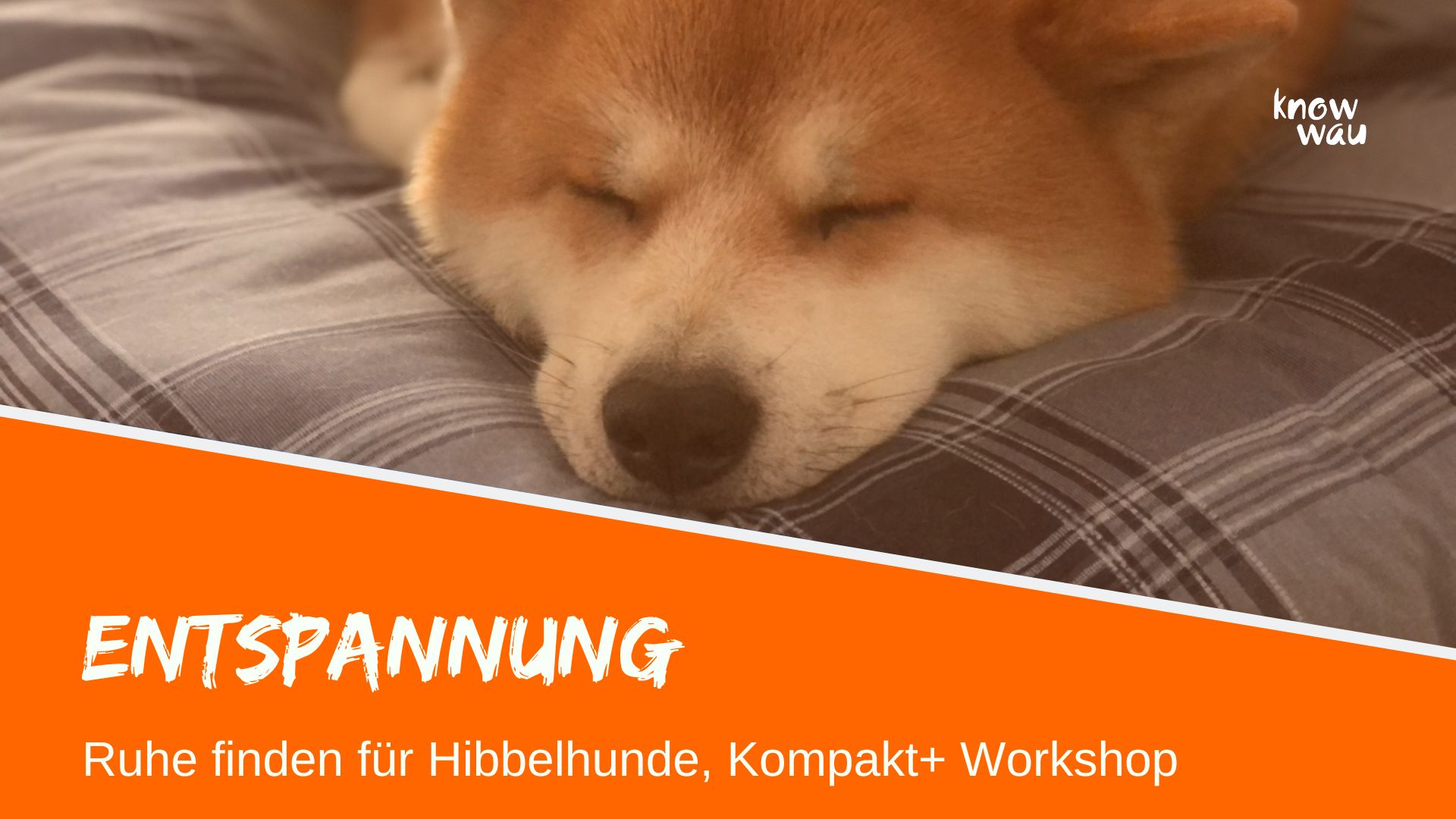 Entspannung für Hibbelhunde