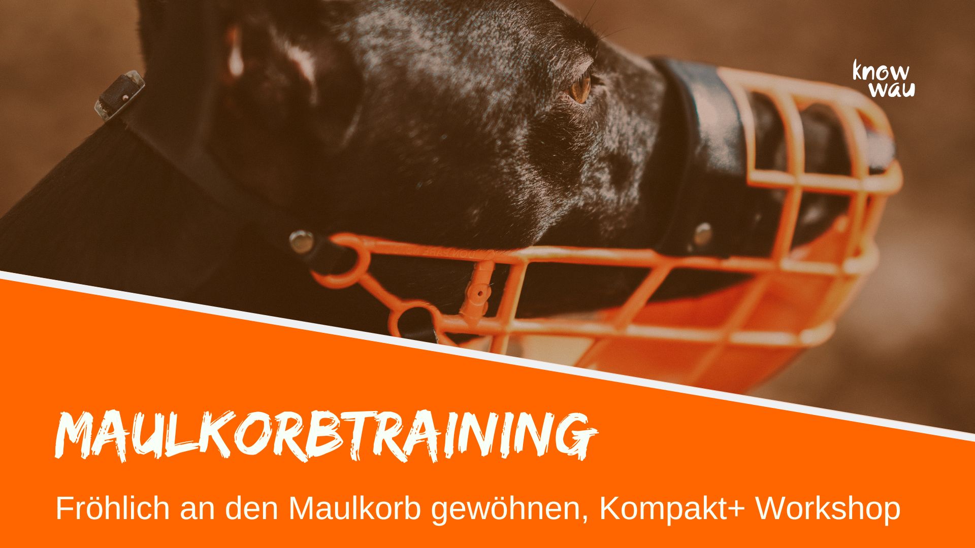 Maulkorbtraining - gelassen mit dem Maulkorb unterwegs